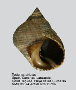Tectarius striatus (2)